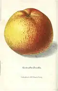 Gestreifter Beaufin