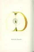 Harberts Reinette
