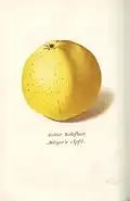 Gelber Bellefleur
