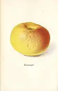 Kaupanger