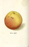 Paris-Apfel