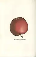 Rother Jungfernapfel