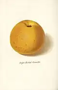 Süße Herbst-Reinette