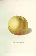 Batullen-Apfel