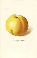 Göhrings Reinette