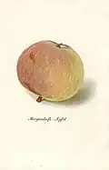 Morgenduftapfel