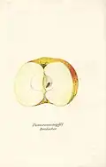 Pomeranzenapfel