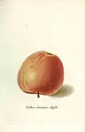 Rother Ananasapfel