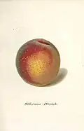 Willermoz Pfirsich
