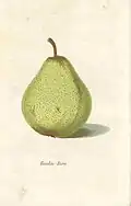 Boutoc-Birn