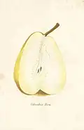 Columbia-Birn