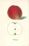 Hebelsapfel