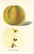 Röthliche Reinette