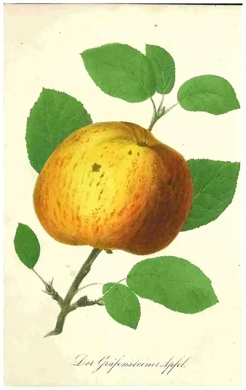 Grafensteiner