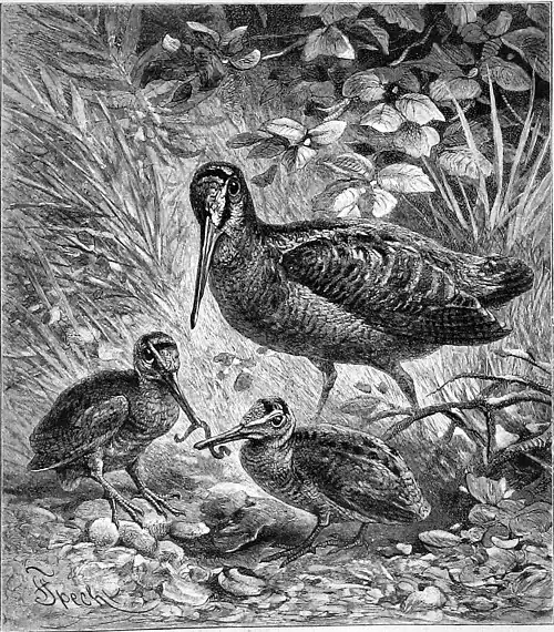 Scolopax rusticola by Friedrich Specht.jpg Waldschnepfe. Zeichnung von F. Specht