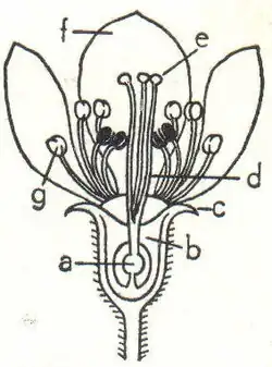 2. Birnenblüte. a Samenanlage, b Fruchtknoten, c Kelchblatt, d Griffel, e Narben, f Kronblatt, g Staubblatt.