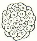 1 Maulbeerform.