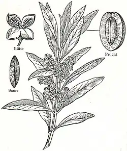 1. Ölbaum.