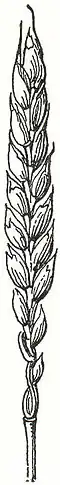 3. Spelz (2/3 nat. Gr.).