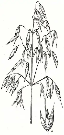 4. Hafer (1/2 nat. Gr.) a Ährchen (nat. Gr.).