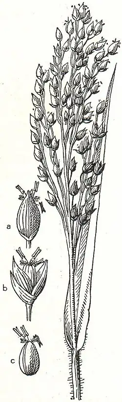 6. Hirse (1/2 nat. Gr.). a und b Ährchen, c Blüte (11/2 nat. Gr.).
