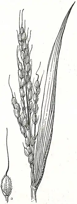 8. Reis (1/2 nat. Gr.). a Frucht (nat. Gr.).