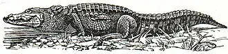 Krokodile: Nilkrokodil.