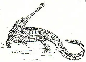 Krokodile: Gavial.