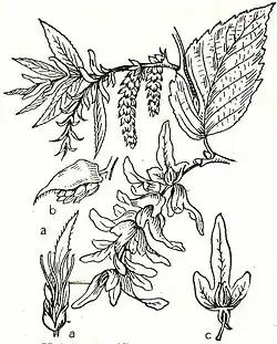 2. Hainbuche (Carpinus betulus). a weibliche, b männliche Blüten, c Frucht.