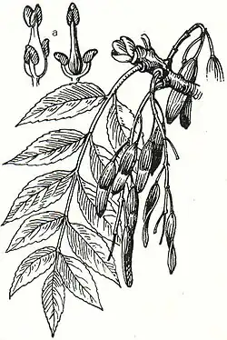 5. Esche (Fraxinus excelsior). a Blüten.