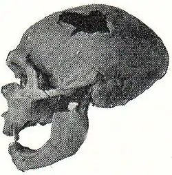 Menschenrassen: Abb. 2. Männlicher Schädel d. Neanderthalrasse von La Chapelle-aux-Saints.