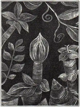 5. Paul Klee: Die Knospe. Aus L. Zahn „P. Klee“, 1920.