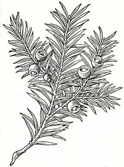 1. Eibe (Taxus baccata).