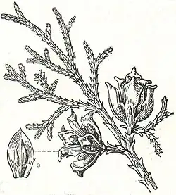 7. Lebensbaum (Thuja orientalis). a Fruchtschuppe.