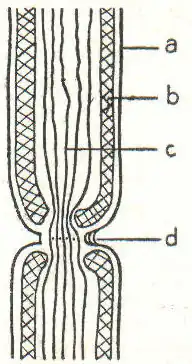 Abb. 1. Nervenfaser (schemat.). a Schwannsche Scheide, b Markscheide, c Nervenfibrillen, d Schnürring.