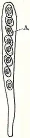 Pilze: Abb. 1. Askus. A Askosporen.