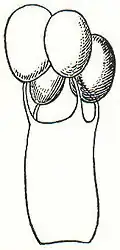 Pilze: Abb. 2. Basidie mit 4 Basidiosporen von den Lamellen eines Hutpilzes (stark vergr.).