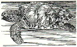 Abb. 1. Karettschildkröte.