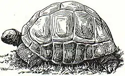 Abb. 2. Riesenschildkröte.