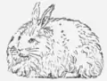 15. Angora-Kaninchen.