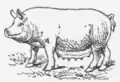 29. Deutsches Edelschwein.