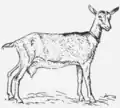 23. Fehlfarbene Ziege.