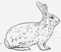 16. Französisches Riesen-Silber-Kaninchen.