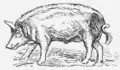 30. Hannoversches Landschwein.