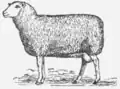 25. Ostfriesisches Milchschaf.
