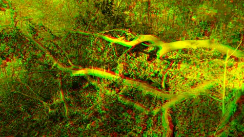 Anaglyph 3D image of broken tree trunk in the forest