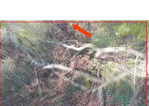 transparent overlap image of broken tree trunk in the forest with corresponding point