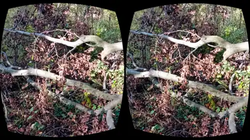Stereoscopy 3D image of broken tree trunk in the forest