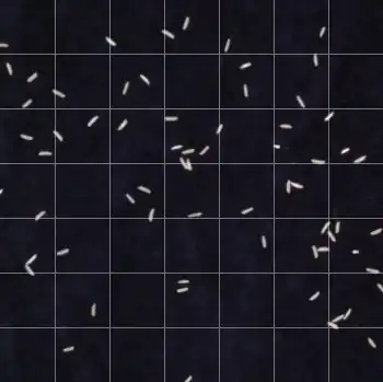 Zufällig auf dem Boden verstreute Reiskörner