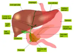 Anatomy_of_liver_and_gall_bladder